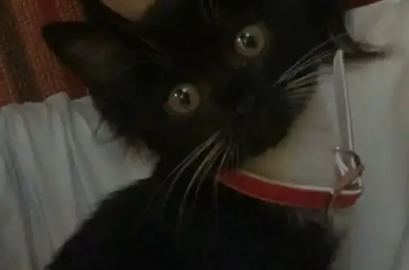 Потерянные животные Омск, фото: Пропала кошка, 8-я Северная, 122, Омск