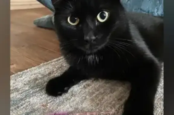 Кошки потеряшки, Курган, фото: Потеряшка кошка, ул. Гоголя, 16, Курган