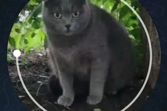 Найдена серая кошка, Хохрякова 69, Тюмень