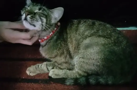 Найдена кошка, Куйбышев, фото: Найдена кошка, Куйбышев 6/1