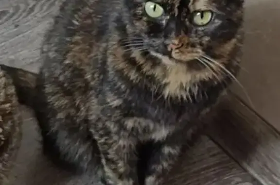 Кошки потеряшки, Челябинск, фото: Потеряшка кошка, Челябинск, Каслинская 56А