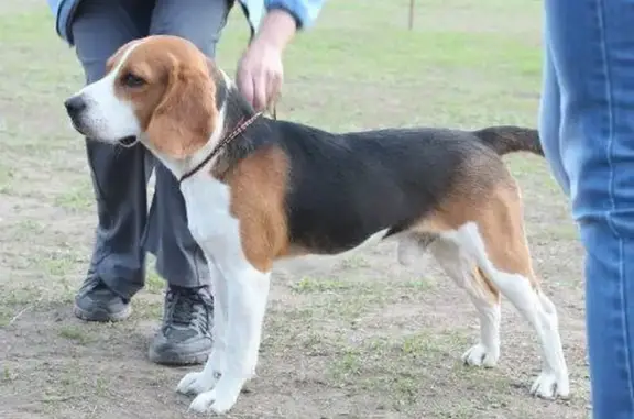 Собаки потеряшки, Орск, фото: Потеряшка собака, Лесная 29, Орск