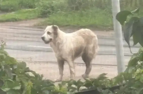 Собака найдена: 42К-608, Боринское