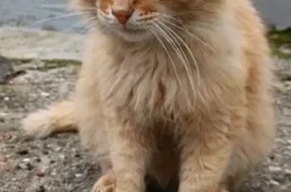 Кошка найдена у Электрозаводская, 1, Чебоксары
