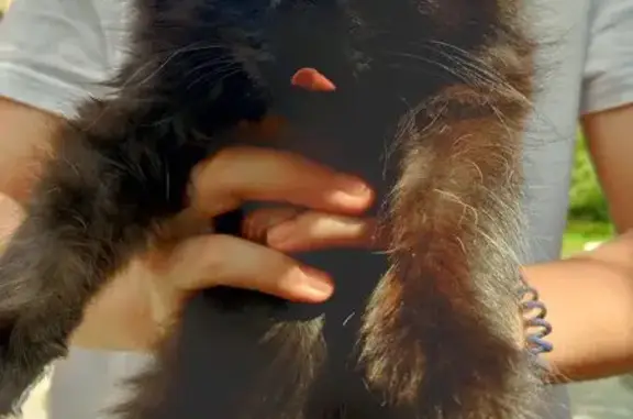 Найдена кошка, Лиски, фото: Кошка найдена на Гагарина, 33, Лиски