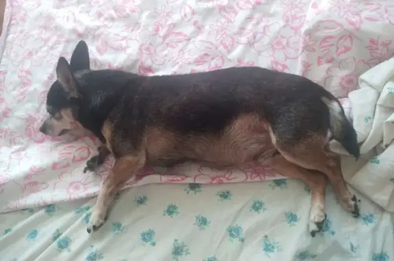 Найденные животные Новокузнецк, фото: Найден кобель, ул. Кузнецова 23, Новокузнецк