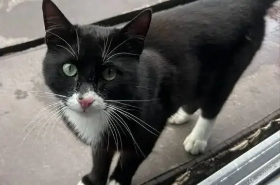 Кошка найдена: ул. Брусничный Холм