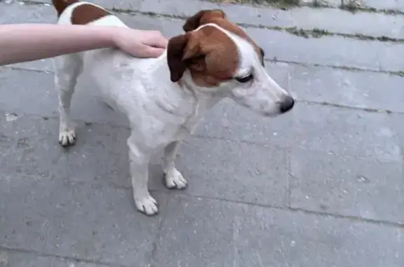 Найдена собака, Якутск, фото: Собака найдена: ул. Лермонтова, 117, Якутск