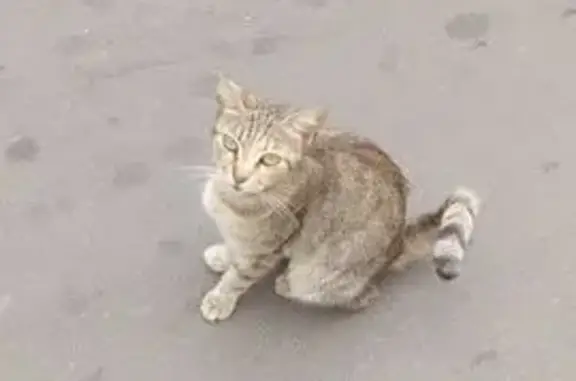 Кошка найдена у подъезда Малышева 11 к3