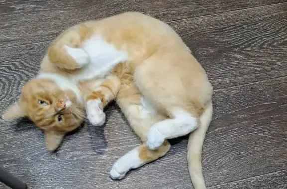 Пропала кошка, 22, Ангарск