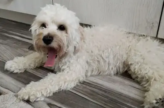 Найдена собака, Анапа, фото: Найдена собака, Краснодарская 66Г, Анапа