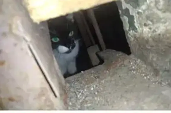 Кошка найдена на Бухарестской в СПб