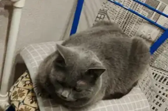 Кошки потеряшки, , фото: Потеряшка кошка Яша, Краснотурьинск