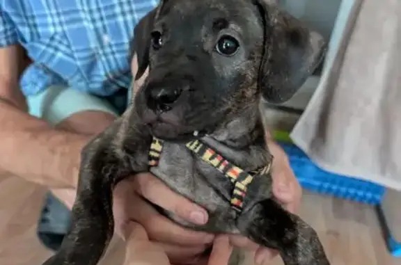 Найдена собака, ул. 6-я Линия, 193, Омск