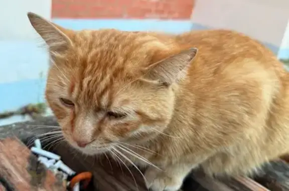 Найдена кошка, Тверь, фото: Найдена собака и котик, Волоколамский 25