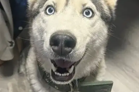 Найдена собака, Муханово, фото: Хаски найдена у д. Муханово, 17Н-776