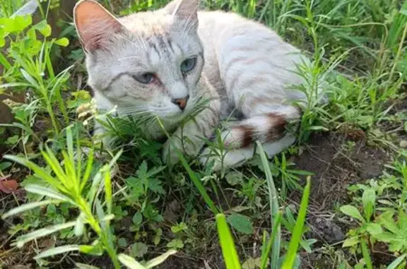 Найдена кошка, Иваново, фото: Красивая кошка найдена: 2-я Ключевая, 4