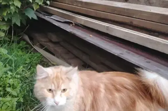 Найденные животные Горно-Алтайск, фото: Кошка найдена: ул. Социалистическая, 54