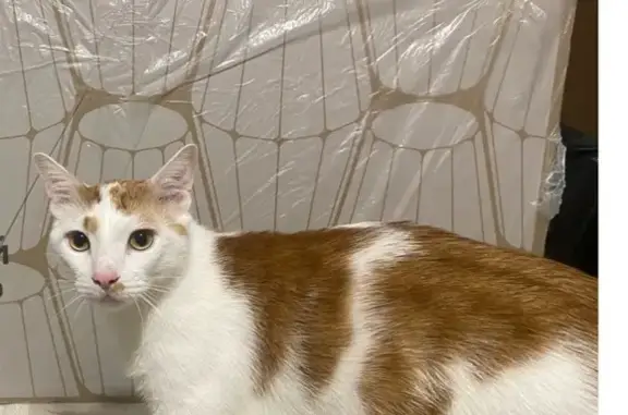 Кошки потеряшки, Рязань, фото: Потеряшка кошка у знака на «Золотое кольцо»