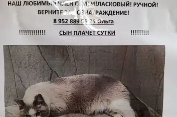 Кошки потеряшки, Томск, фото: Потеряшка кошка, ул. Крылова, Томск