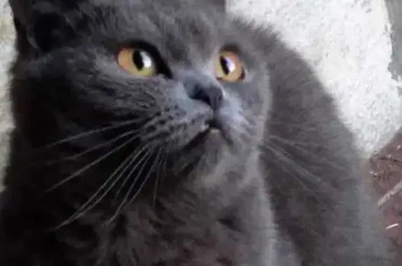 Найдена кошка, ул. Кислицина 12, Челябинск