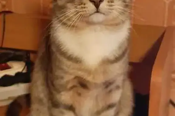 Потерянные животные Уфа, фото: Пропала кошка на Российской, 161, Уфа