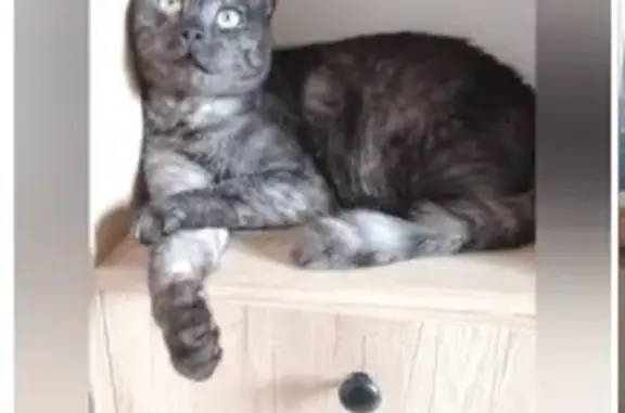 Кошки потеряшки, Калужская область, фото: Потеряшка кошка, Петрово, Калужская обл.