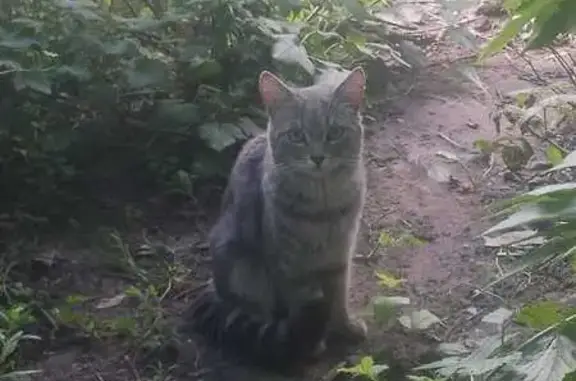 Кошка найдена: Энгельс, ул. Новосовхозная