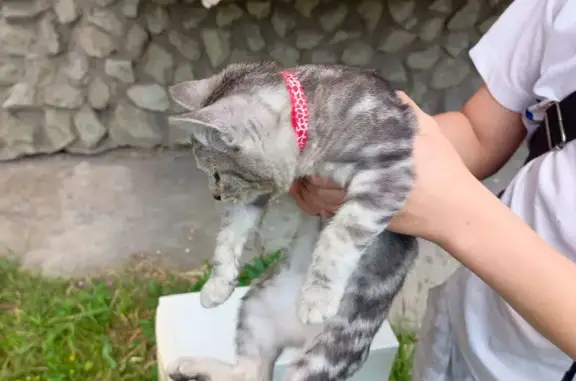 Объявления о пропавших и найденных животных, Серов, фото: Кошка найдена, Ленина 160, Серов