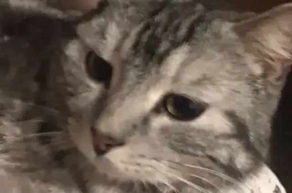 Кошки потеряшки, Кемерово, фото: Потеряшка кошка на Сибиряков-Гвардейцев, 19