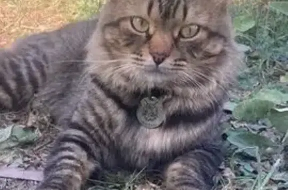 Пропала кошка, Опытная ул., Липецк