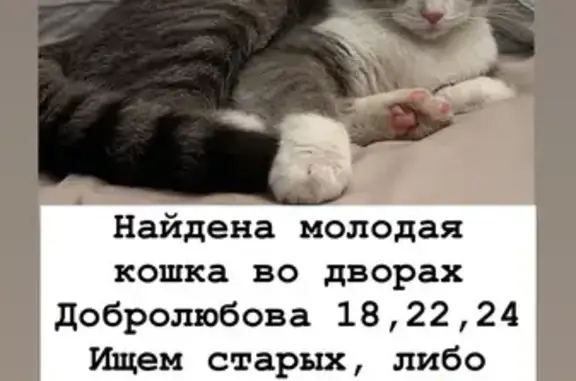 Найдена кошка, Новосибирск, фото: Кошка найдена на ул. Добролюбова, 22