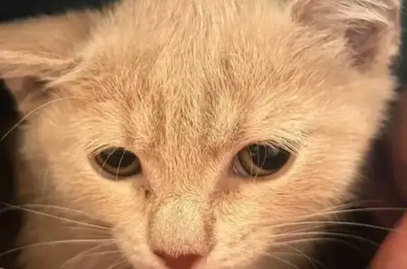 Кошки потеряшки, Новокузнецк, фото: Потеряшка кошка, ул. Кутузова, 70, Новокузнецк