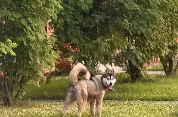Хаски найден в мкр. Северный парк, Кисловка