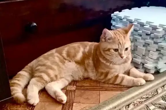 Пропал котик: Совхозная ул., Красненькая