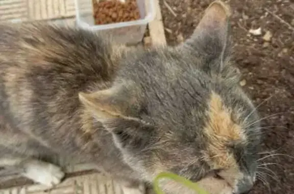Найдена кошка, Тучково, фото: Кошка найдена: Санаторная ул, 12, Тучково