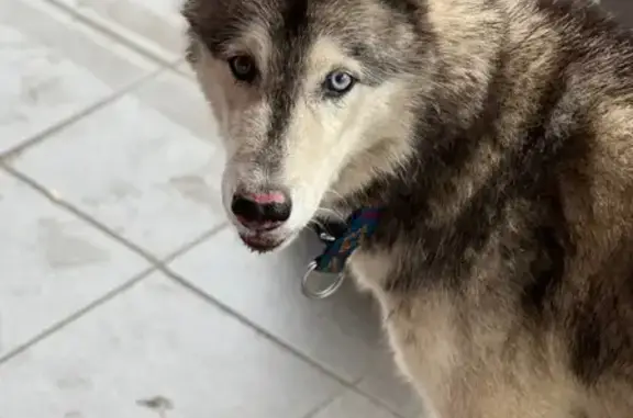 Найдена собака, Калининград, фото: Хаски найдена, Батальная 54, Калининград