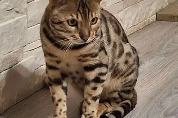 Кошки потеряшки, Кунгур, фото: Потеряшка кошка, ул. Пугачёва, 1, Кунгур