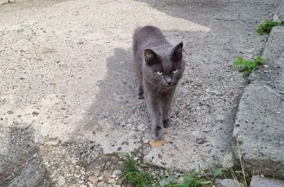 Найдена кошка, , фото: Кошка найдена: Полевая ул., 12А, Крохово
