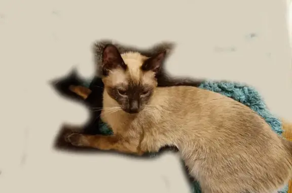 Кошки потеряшки, Йошкар-Ола, фото: Потеряшка кошка, ул. Кирова 15, Йошкар-Ола