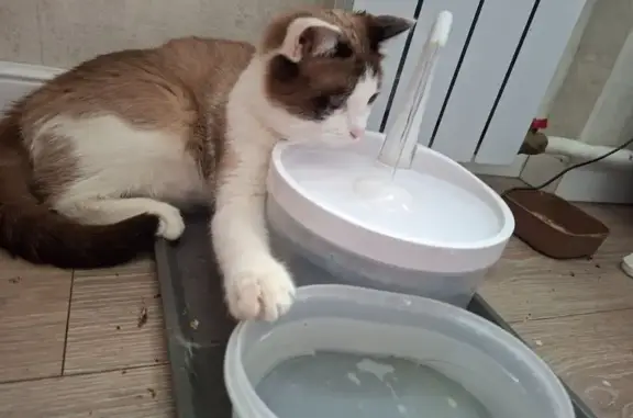 Кошки потеряшки, Пенза, фото: Потеряшка кошка, Привокзальная пл., 9А