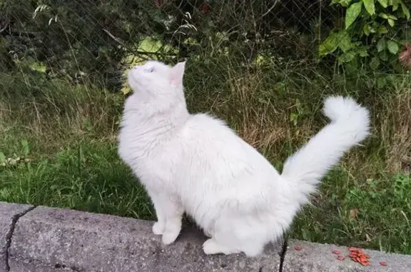 Найдена кошка, Большое Исаково, фото: Красивая кошка найдена: Садовая, 2А