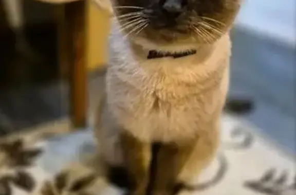 Объявления о пропавших и найденных животных, Зима, фото: Пропал сиамский кот, ул. Янв. Событий, 18