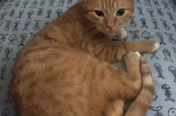 Объявления о пропавших и найденных животных, Нижний Тагил, фото: Пропала кошка, ул. Циолковского 17, НТ