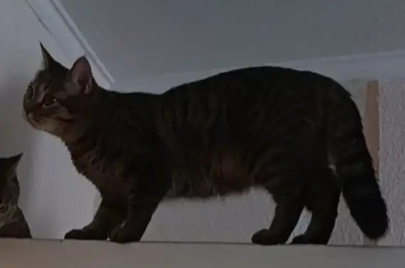 Пропала кошка, Ленинский пр., 33, Донецк