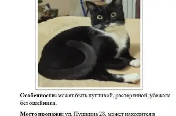 Пропала кошка, ул. Пушкина 28, Елец