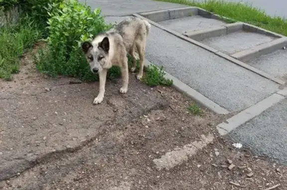 Собака найдена: Уфа, Мира 46