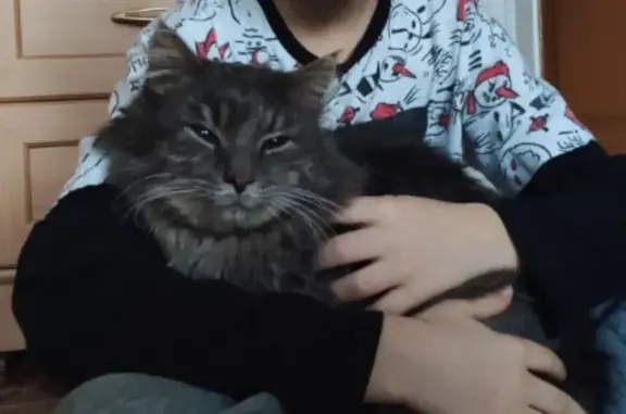 Пропал кот Матрос, Костромская 14, Шуя