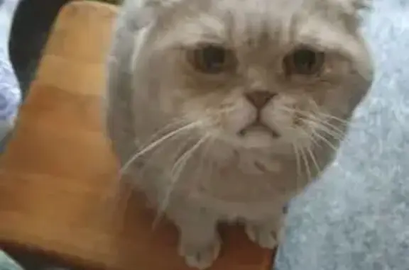 Кошки потеряшки, Старая Станица, фото: Потеряшка кошка, ул. Пушкина, 2, С. Станица