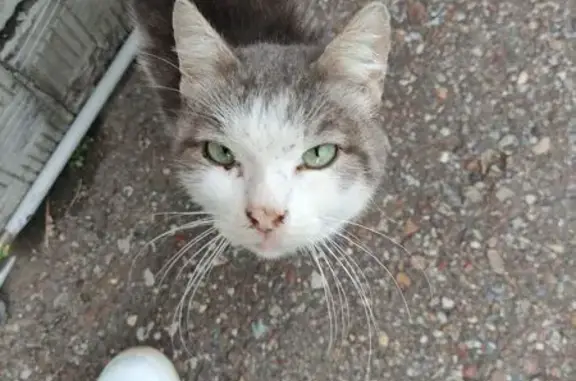 Найдена кошка, Уфа, фото: Кошка найдена, Уфа, Мира 46